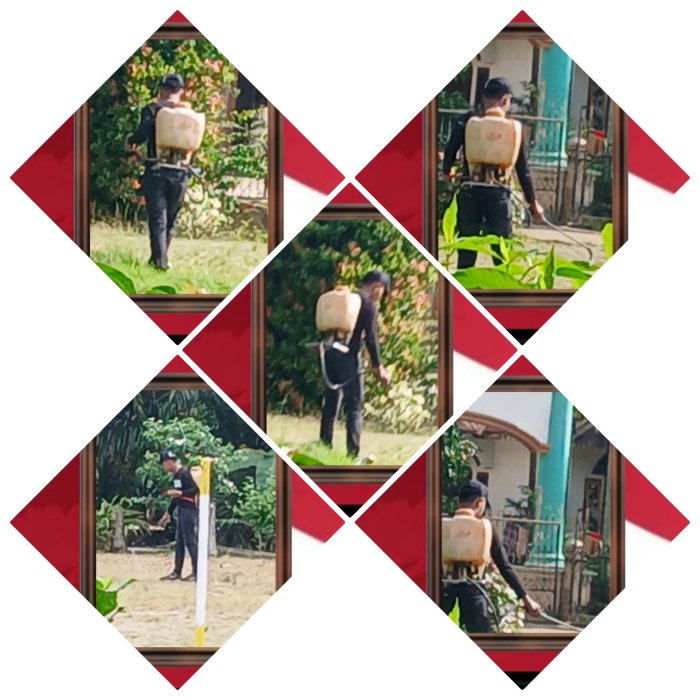 Petugas Outsourcing Rutin Semprot Rumput di MIN 2 Muaro Jambi