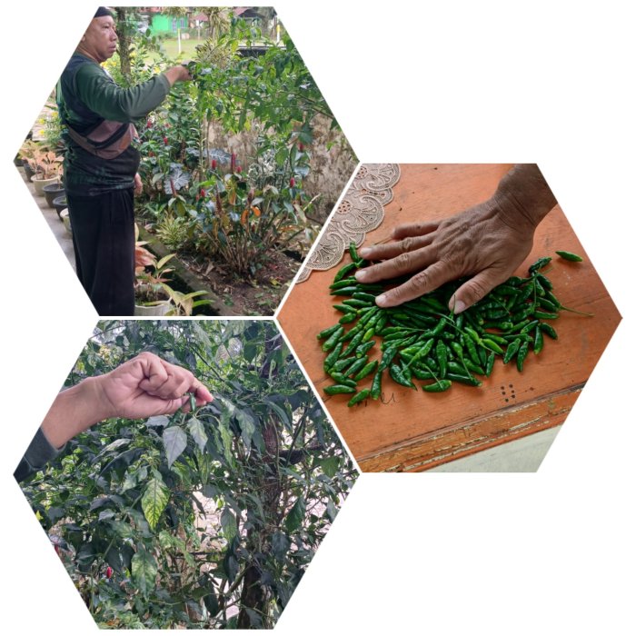 Musim Hujan Tingkatkan Hasil Panen Cabai di MIN 2 Muaro Jambi