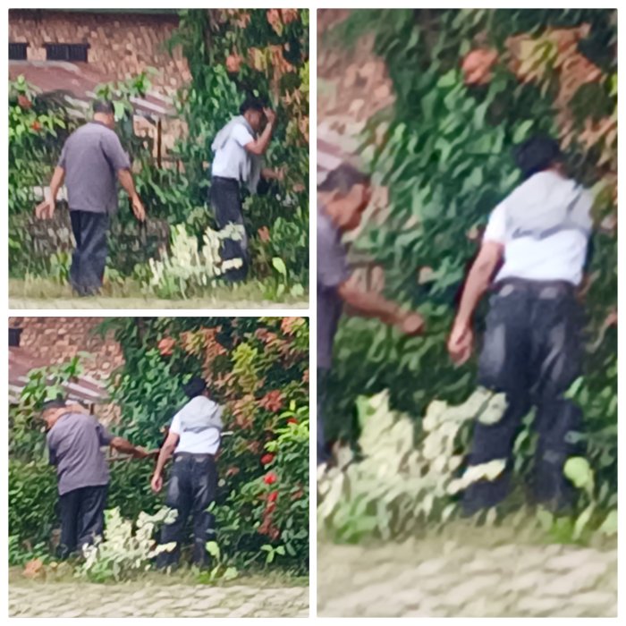 Staf Dan Petugas Oursoursing MIN 2 Muaro Jambi Percantik Taman Saat Libur Sekolah