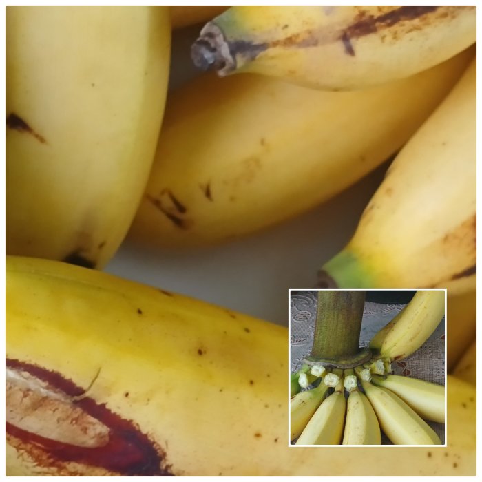 Warga Kenalkan Manfaat Pisang Manis di MIN 2 Muaro Jambi