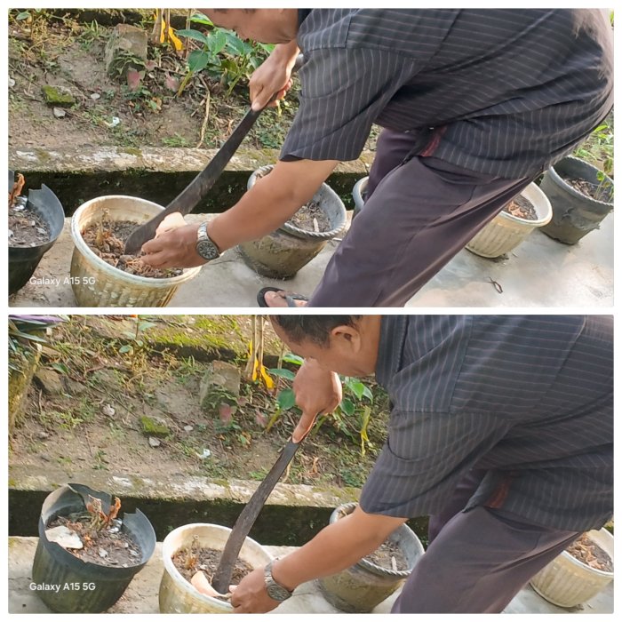 penanaman bunga hias di depan kantor Madrasah,