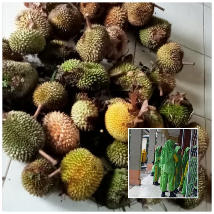 MIN 2 Muaro Jambi Perkenalkan Hasil Buah Durian Lokal