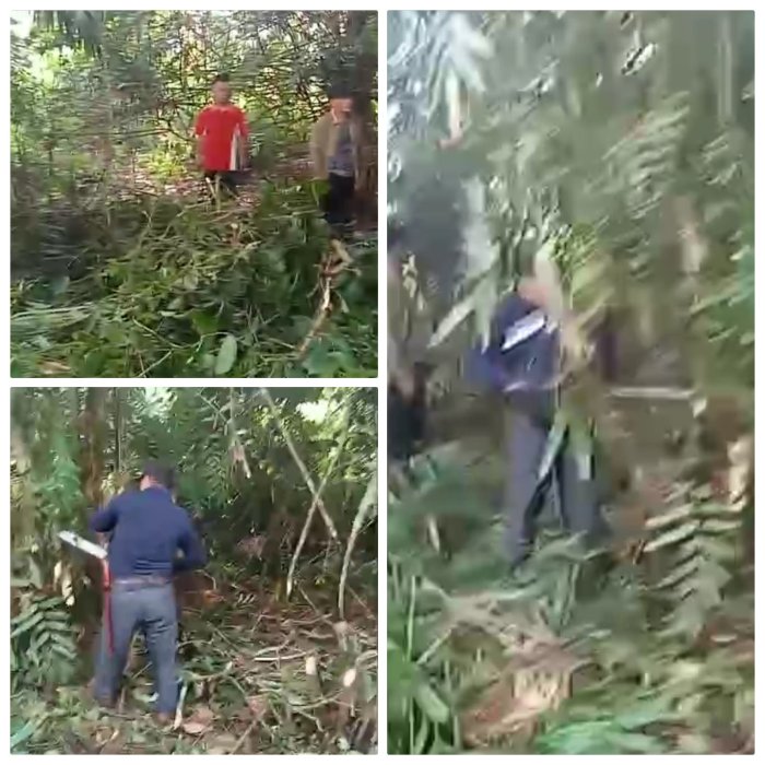 Guru MIN 2 Muaro Jambi Tebang Pohon Demi Keamanan Madrasah