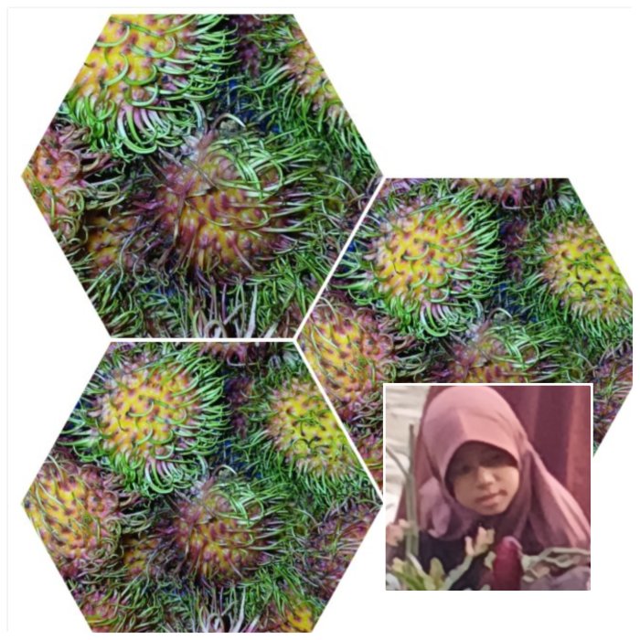 Khanza Perkenalkan Rambutan Lokal di MIN 2 Muaro Jambi Khanza Perkenalkan Rambutan Lokal di MIN 2 Muaro Jambi