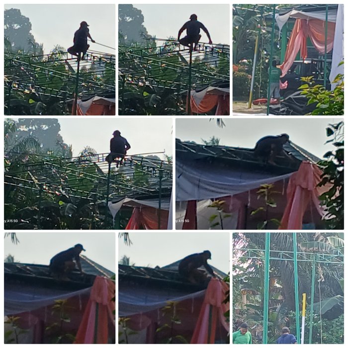 Pembongkaran Tenda di MIN 2 Muaro Jambi Berjalan Tertib