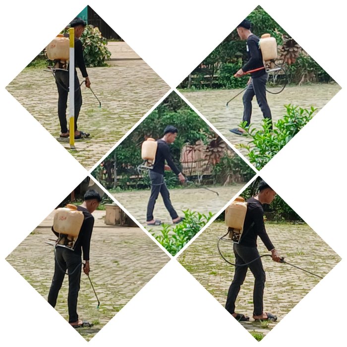 Petugas Outsourcing MIN 2 Muaro Jambi Semprot Rumput di Tengah Cuaca Panas Petugas Outsourcing MIN 2 Muaro Jambi Semprot Rumput di Tengah Cuaca Panas