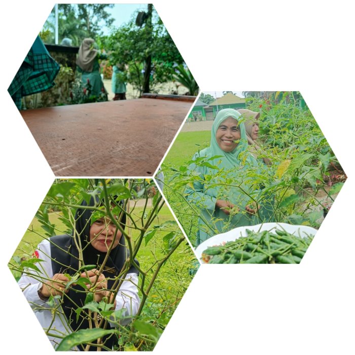 Musim Hujan Tingkatkan Panen Cabai di MIN 2 Muaro Jambi